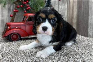 Francesca - Cavalier King Charles Spaniel for sale