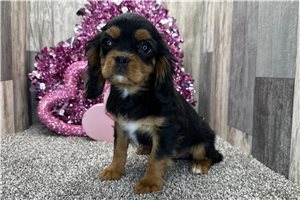 Franklin - Cavalier King Charles Spaniel for sale