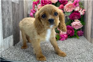 Harrison - Cavalier King Charles Spaniel for sale