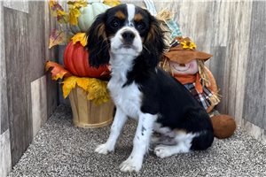 Silas - puppy for sale