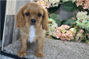Harrison - Cavalier King Charles Spaniel for sale