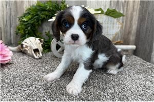 Sage - puppy for sale
