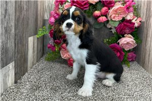 Henri - Cavalier King Charles Spaniel for sale