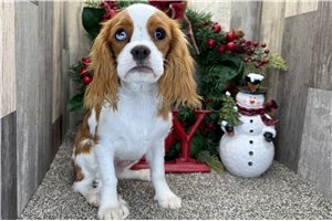 Santiago - Cavalier King Charles Spaniel for sale