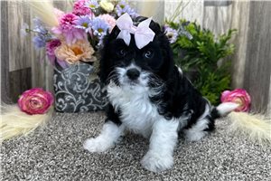 Greta - Cavapoo for sale