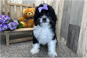 Greta - Cavapoo for sale