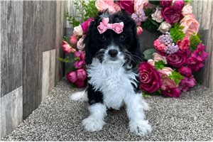 Greta - Cavapoo for sale