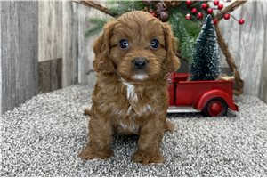 Gregory - Cavapoo for sale