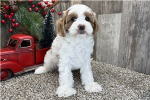 Grace - puppy for sale
