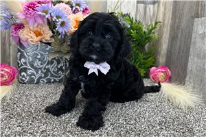 Gyro - Cavapoo for sale