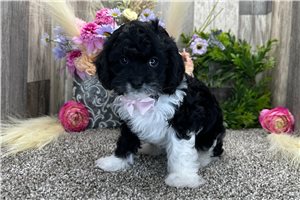 Gunther - Cavapoo for sale