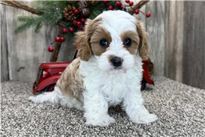 Giselle - puppy for sale