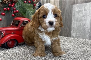 Gary - puppy for sale