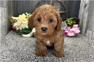 Cavapoo Puppies for Sale | Cavadoodles Near Me | Pawrade.com