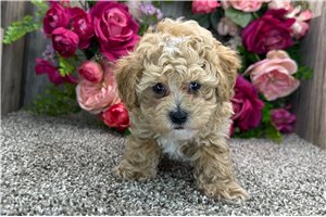 Lincoln - puppy for sale