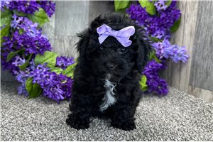 Lucy - Poodle, Toy for sale