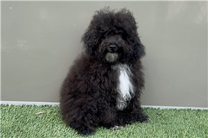 Logan - Poodle, Toy for sale