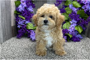 Lincoln - Poodle, Toy for sale