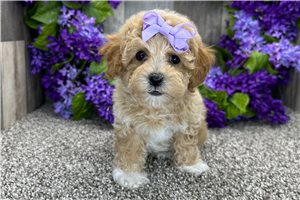 Leah - Poodle, Toy for sale