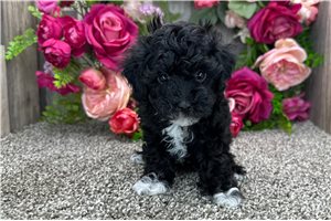 Logan - puppy for sale