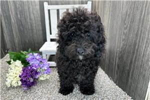 Beatrix - puppy for sale