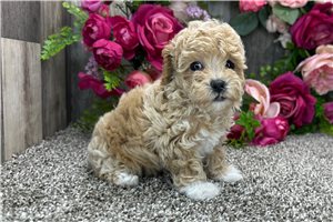 Leah - Poodle, Toy for sale