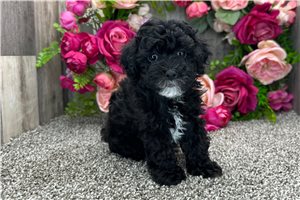 Layla - puppy for sale