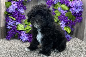 Logan - Poodle, Toy for sale