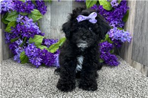 Layla - Poodle, Toy for sale