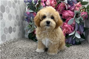 Leah - Poodle, Toy for sale
