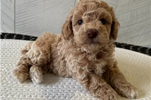 Bo - puppy for sale