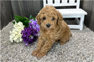 Silas - Toy Poodle for sale