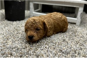 Stallone - Poodle, Toy for sale