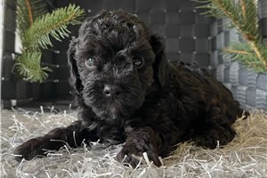 Hannah - Poodle, Toy for sale