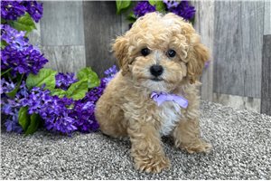 Lincoln - Poodle, Toy for sale
