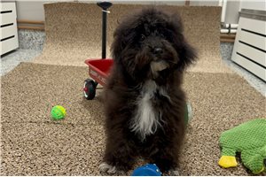 Logan - Poodle, Toy for sale