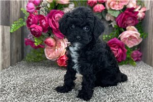 Lily - Poodle, Toy for sale