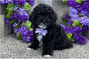 Logan - Toy Poodle for sale