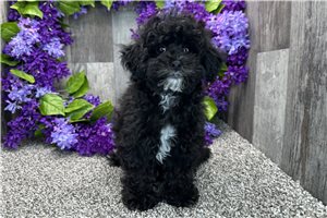 Layla - Poodle, Toy for sale