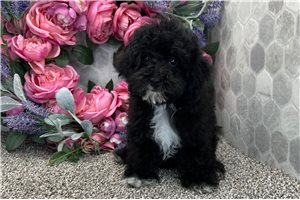 Logan - Poodle, Toy for sale