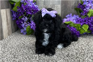 Lily - Toy Poodle for sale