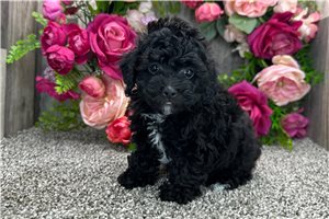 Lucy - puppy for sale