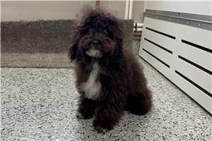 Logan - Poodle, Toy for sale