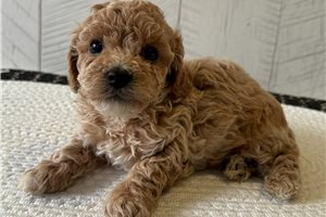 Bensen - puppy for sale
