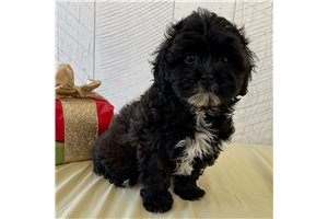 Knox - Shih-Poo - Shihpoo for sale