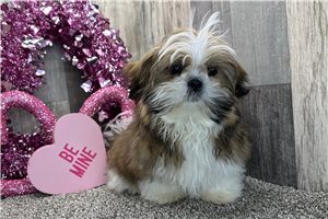 Ferdinand - Shih Tzu for sale
