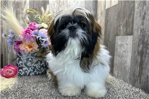 Foster - puppy for sale