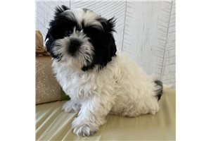 Colby - Shih Tzu for sale