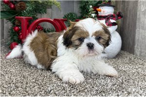 Franklin - puppy for sale