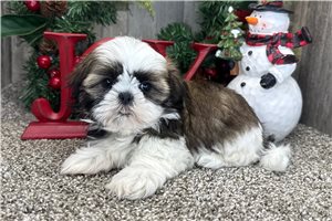 Felicity - puppy for sale